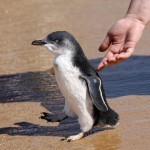 linux pinguin пингвин новый